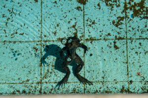 Do Robotic Pool Cleaners Remove Algae? Effectiveness Explained