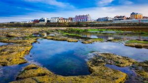 Do Robotic Pool Cleaners Remove Algae? Effectiveness Explained