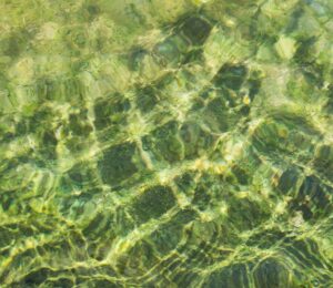 Why Is My Outdoor Pool Water Turning Green?